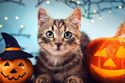 Halloween sin sustos para tus mascotas